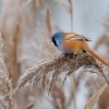 Sykorice vousata - Panurus biarmicus - Bearded Reedling o8385